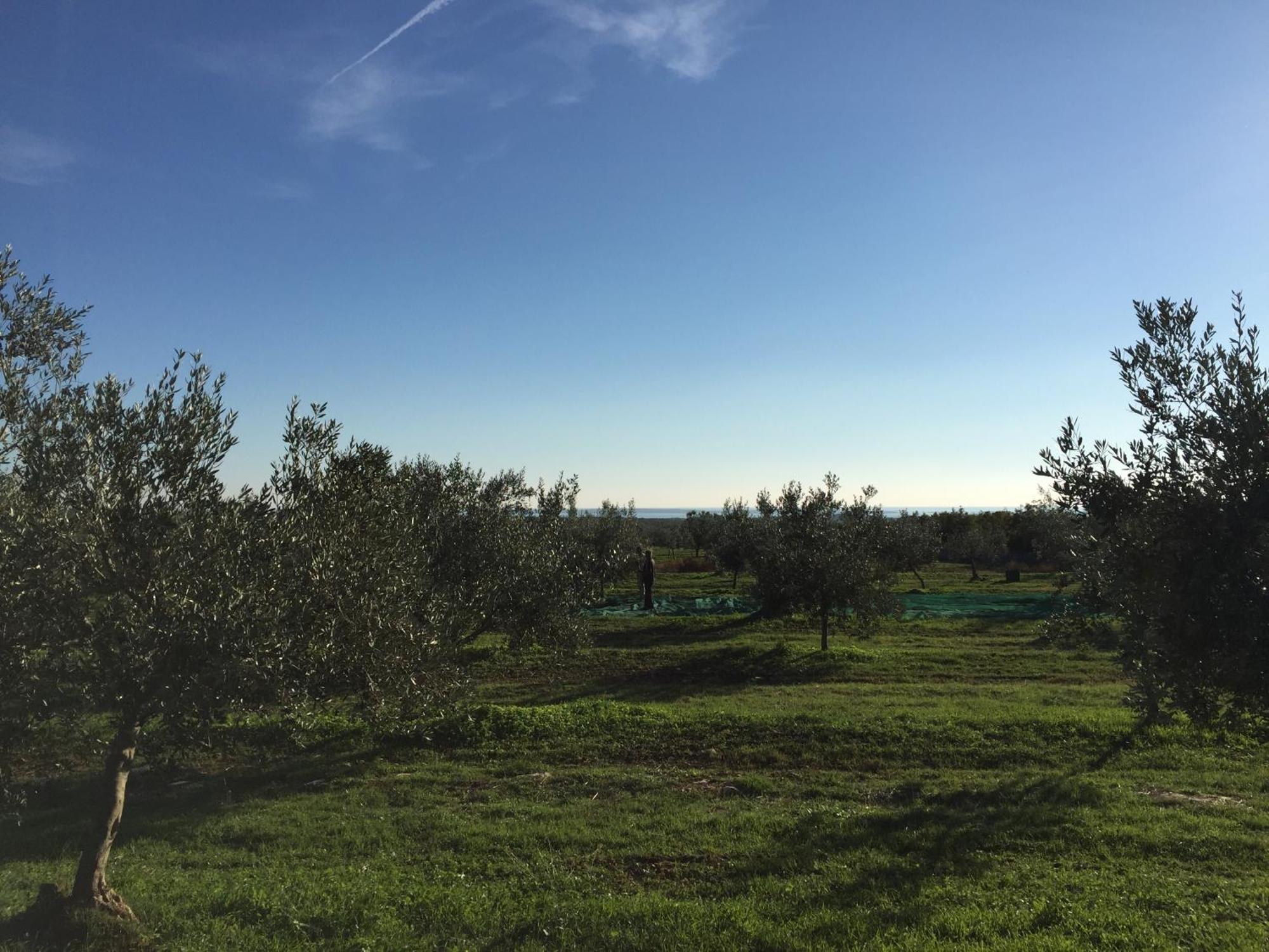 Apartman Ostrea *** Bale Exterior photo